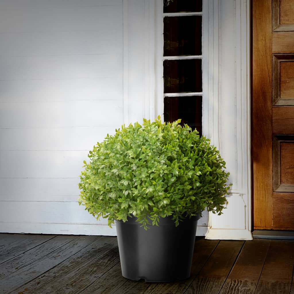 National Tree Company 13-inch Globe Japanese Holly Bush Topiary - 13 IN