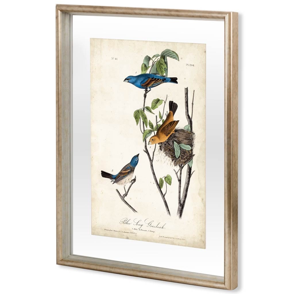 Custom Blue Song Grosbeak (MC) by Audubon a Framed Art Print Matted under Glass