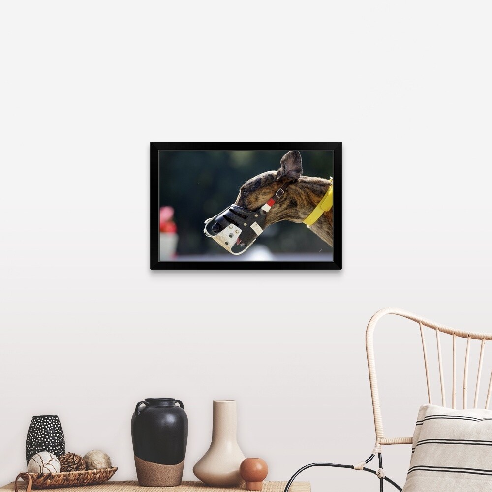 Shop A Muzzle On A Greyhound At Fort Myers Florida Black Framed Print Free Shipping Today Overstock 30195936