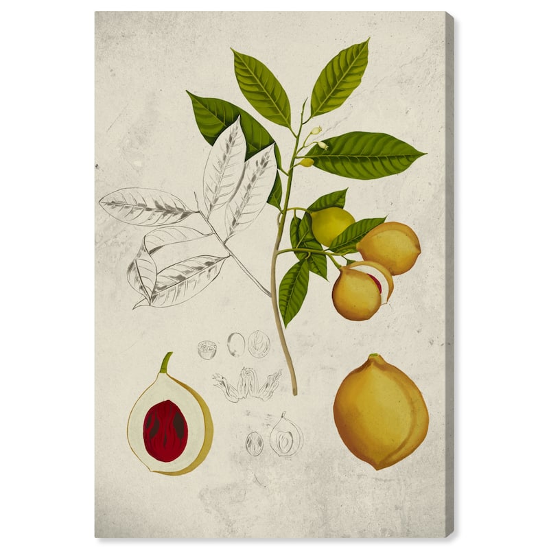 Wynwood Studio Canvas Food and Cuisine Peach Plant Tree Green and ...
