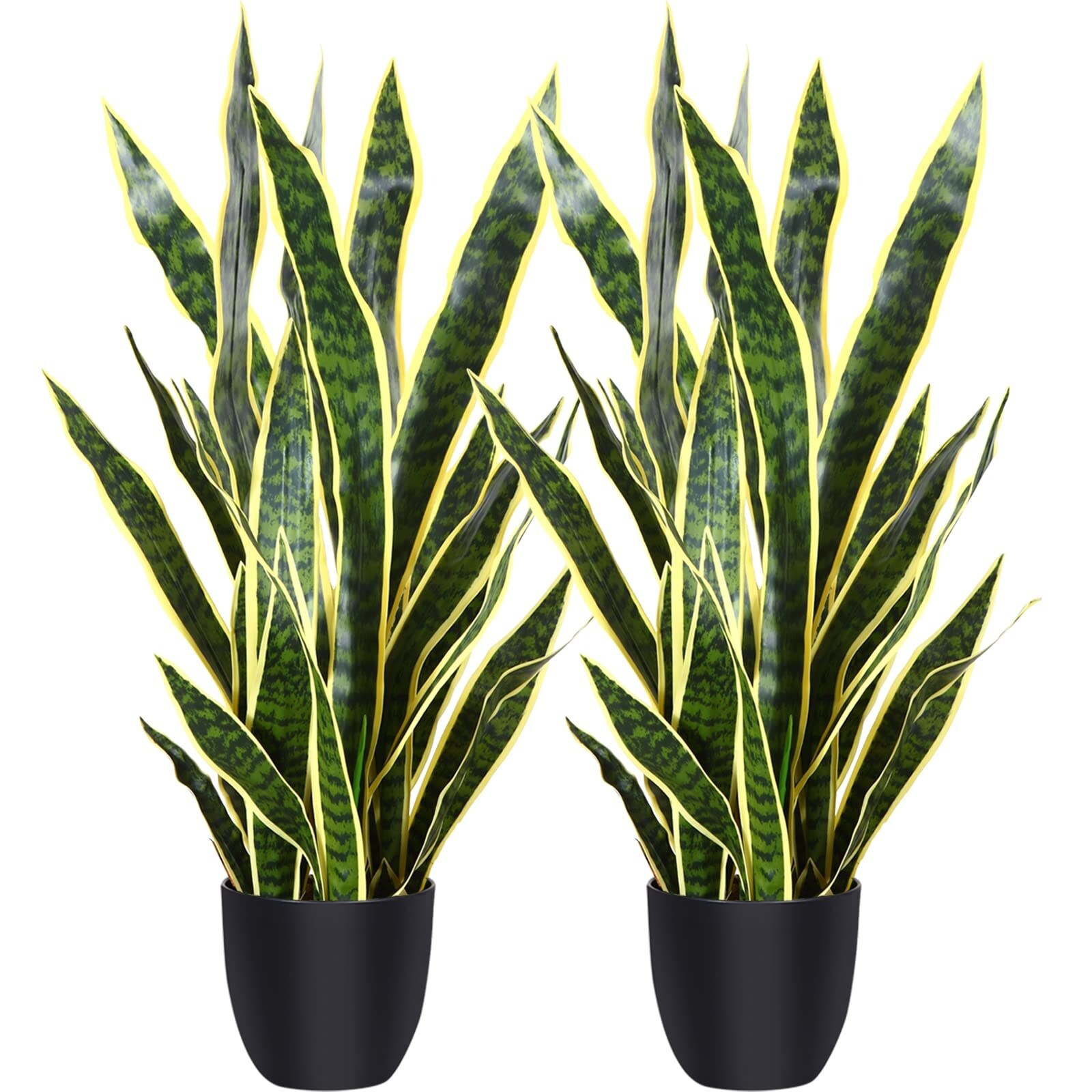 jumbo philodendron Philodendron - Live Plants in 4 Inch Pots - Extremely Rare and Beautiful Indoor Houseplant main image 0