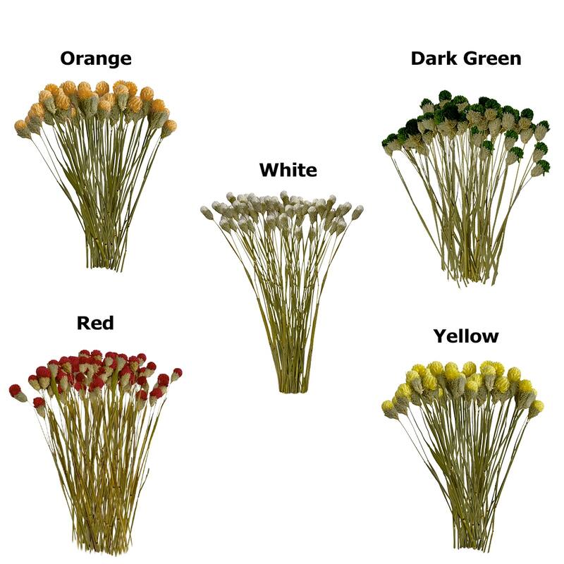 Bundle of 4 Dried Gomphrena Globosa, 22-24" long ,16 pcs/bunch - 22-24 inch