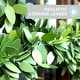 preview thumbnail 8 of 16, Fraser Hill Farm 24-inch Boxwood Bunny Wreath