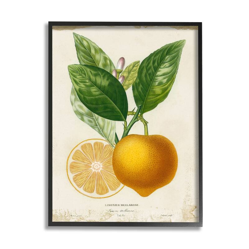 Stupell Vibrant French Lemon Illustration Green Vine Framed Wall Art - 24 x 30 - Black