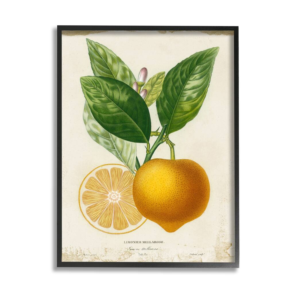 Stupell Vibrant French Lemon Illustration Green Vine Framed Wall Art