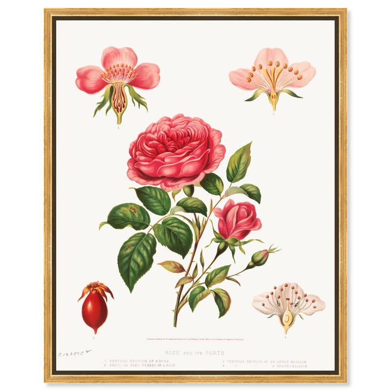 Rose and its parts (1872) Canvas by Art Remedy - Gold - 36" x 45"