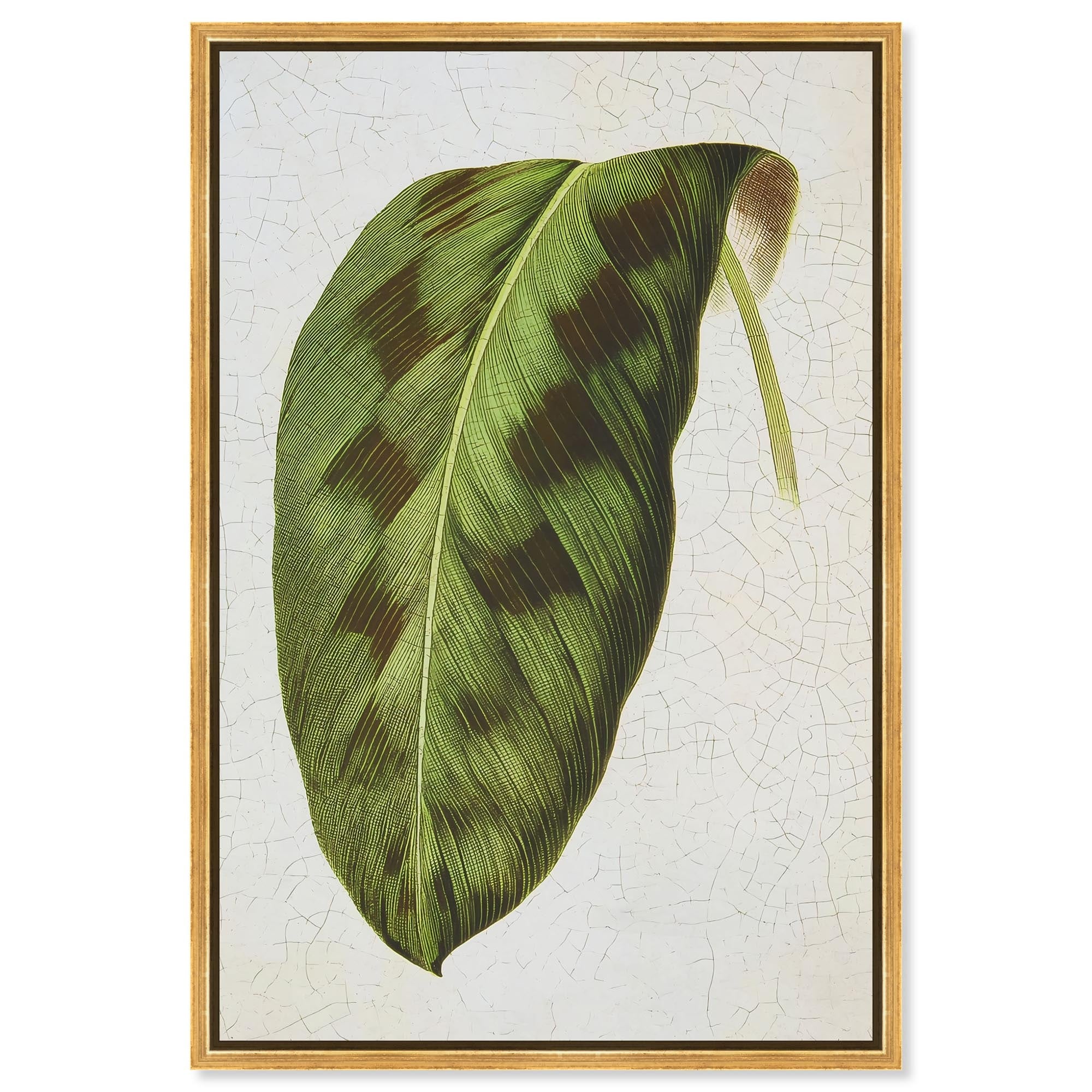 Rattlesnake Leaf Botanical Decor Framed Canvas Print by Art Remedy