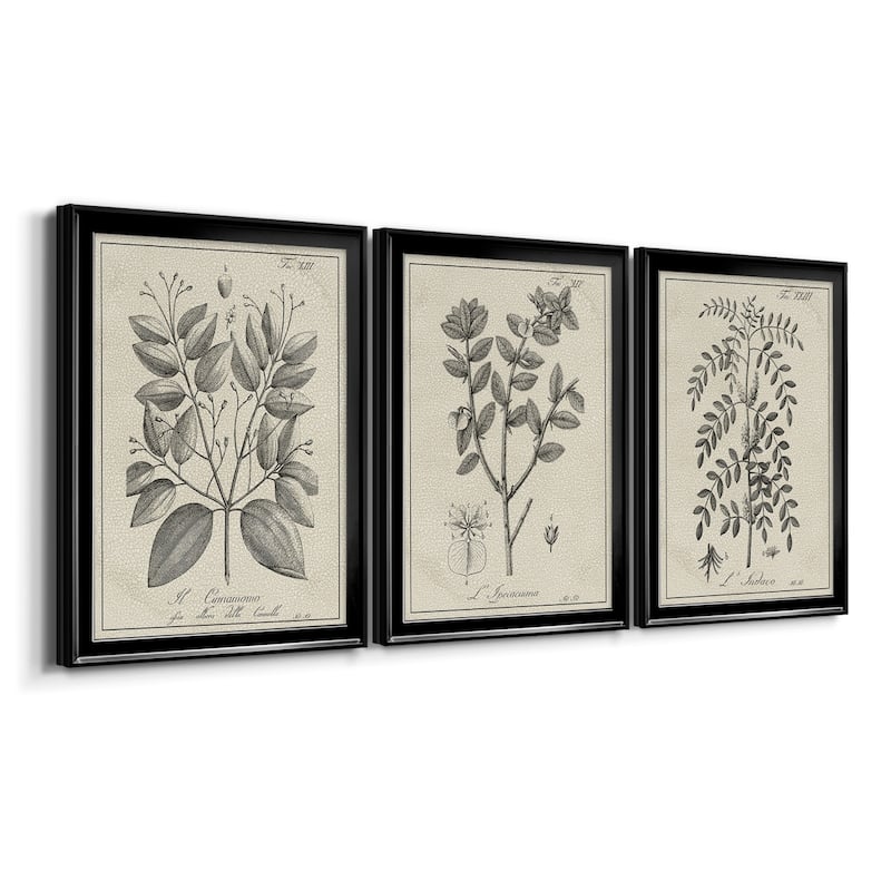 Antique Black & White Botanical VII Premium Framed Canvas - Ready to Hang - Multi-Color