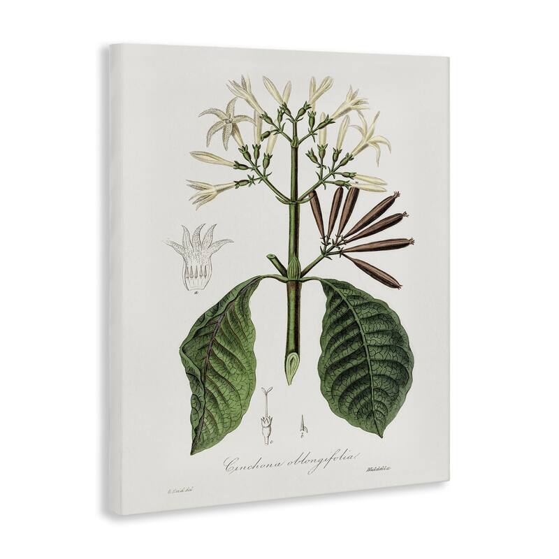 Stupell Vintage Flora Study Canvas Wall Art Design By CAD Designs