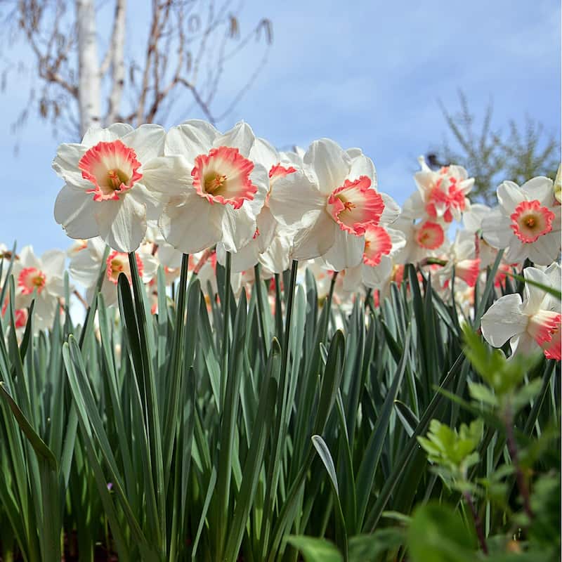 Charming Pink Daffodils - White & Pink Narcissus Flowers - 24 Bulbs - Spring Garden Blooming - Attracts Butterflies & Bees - 24 Bulbs