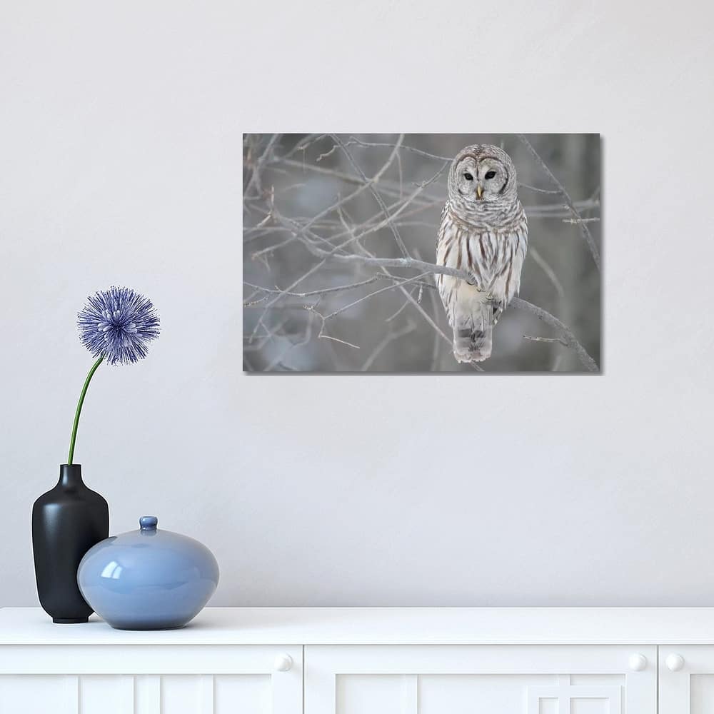 iCanvas "Barred Owl on Branches" by Unknown Artist Canvas Print