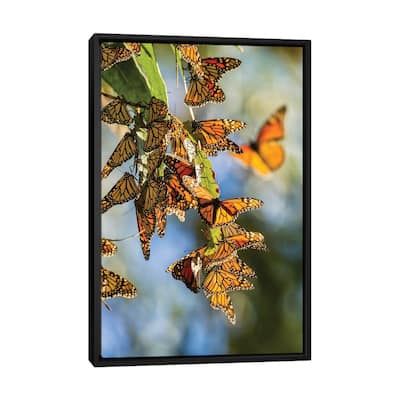iCanvas "California, San Luis Obispo County. Clustering Monarch Butterflies On Branches." by Jaynes Gallery Framed Canvas Print