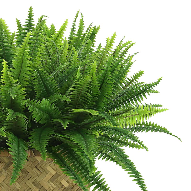 Fern Arranged in a Wooden Basket - Green
