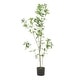 preview thumbnail 16 of 19, Bergweg Artificial Pieris Tree by Christopher Knight Home