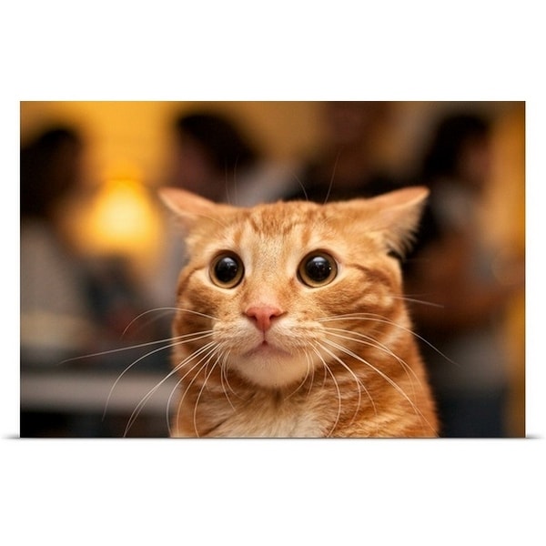 Poster 24/" x 36/" Cat Green Eyes Closeup