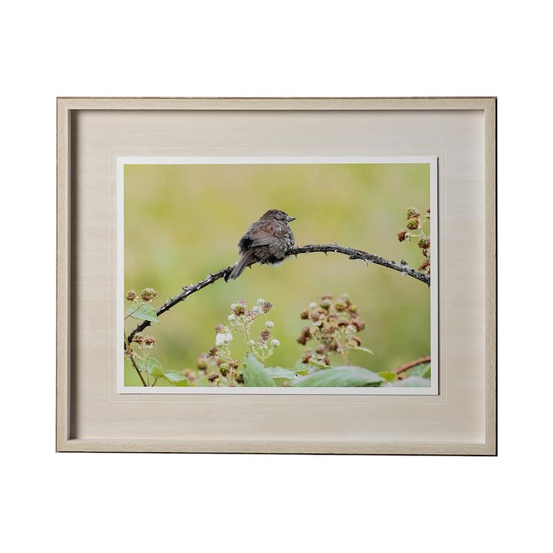 Avian I Framed Art Print