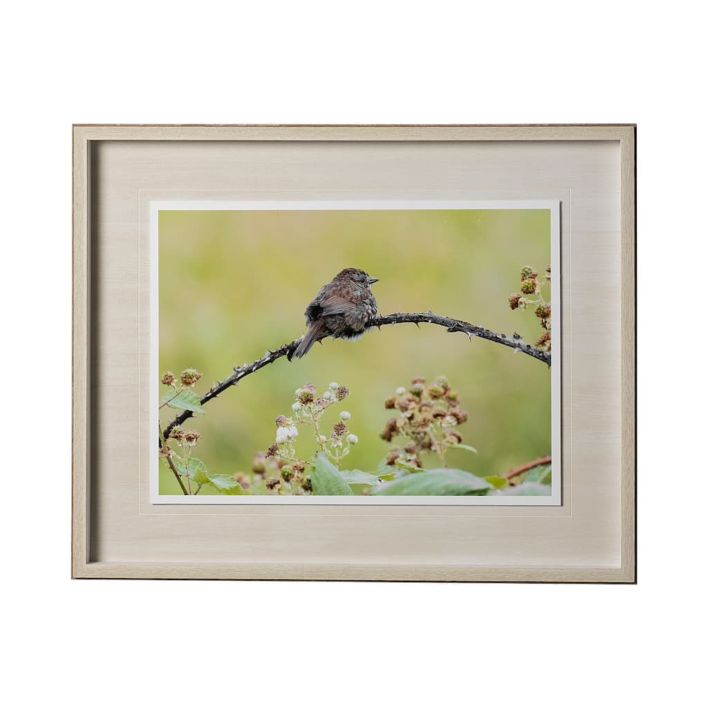 Avian I Framed Art Print