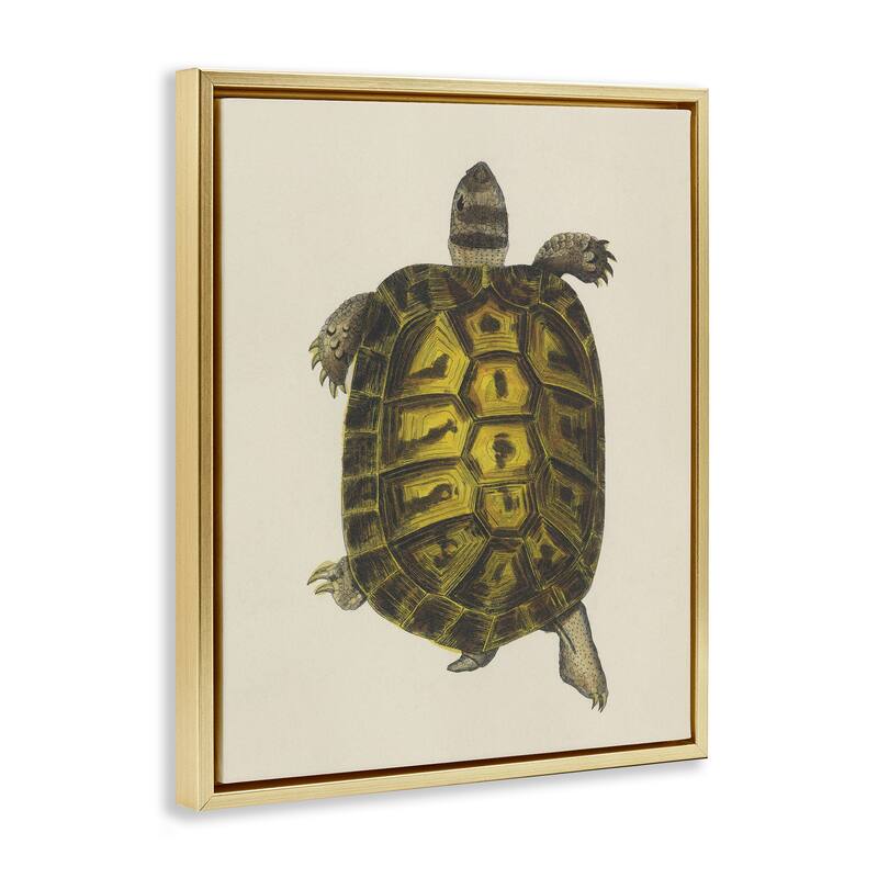 Stupell Vintage Maritime Tortoise Framed Floater Canvas Wall Art Design By Phillipa Katz