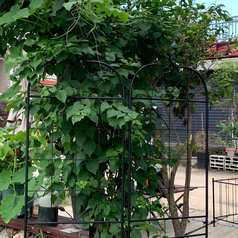 Metal Garden Trellis, 2 Pack Metal Trellis for Climbing Plants, Indoor/Outdoor Plant Trellis, Lawn Garden Fence Decor Screen