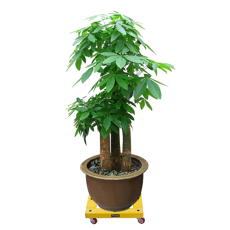 KD Furniture Dolly, 300Lbs, Square: 16"x16", By Trimate