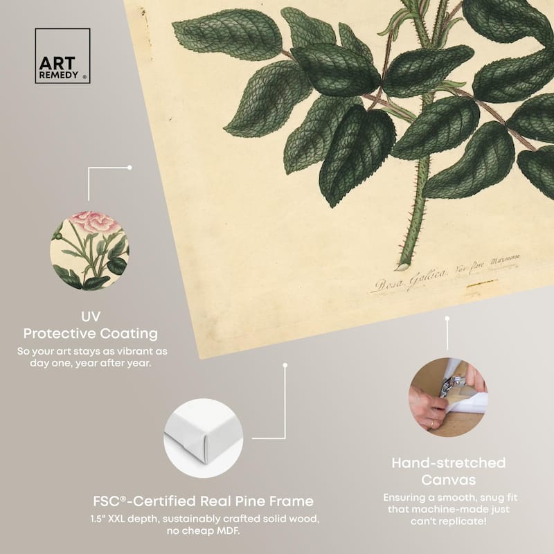 French Rose Canvas by Art Remedy, Gallery Wrapped