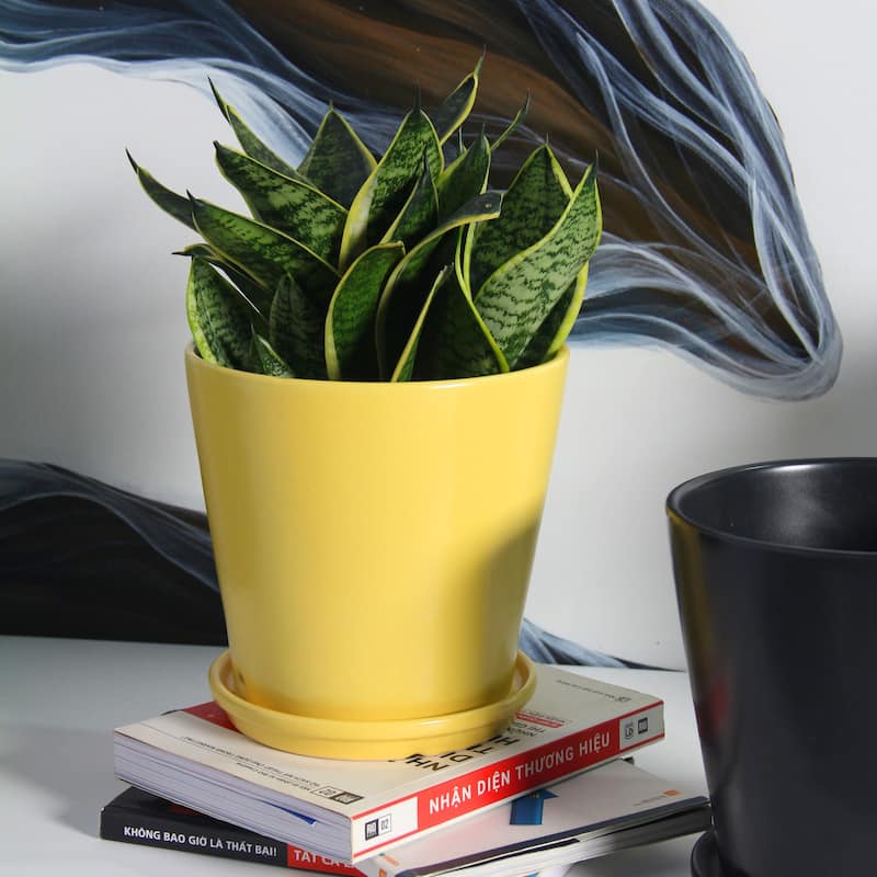 Pansy Ceramic Planter Set with Dish 2-pack