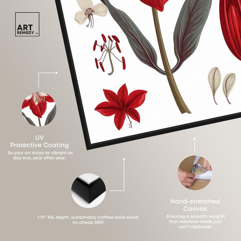 Amaryllis Anatomy Canvas by Art Remedy