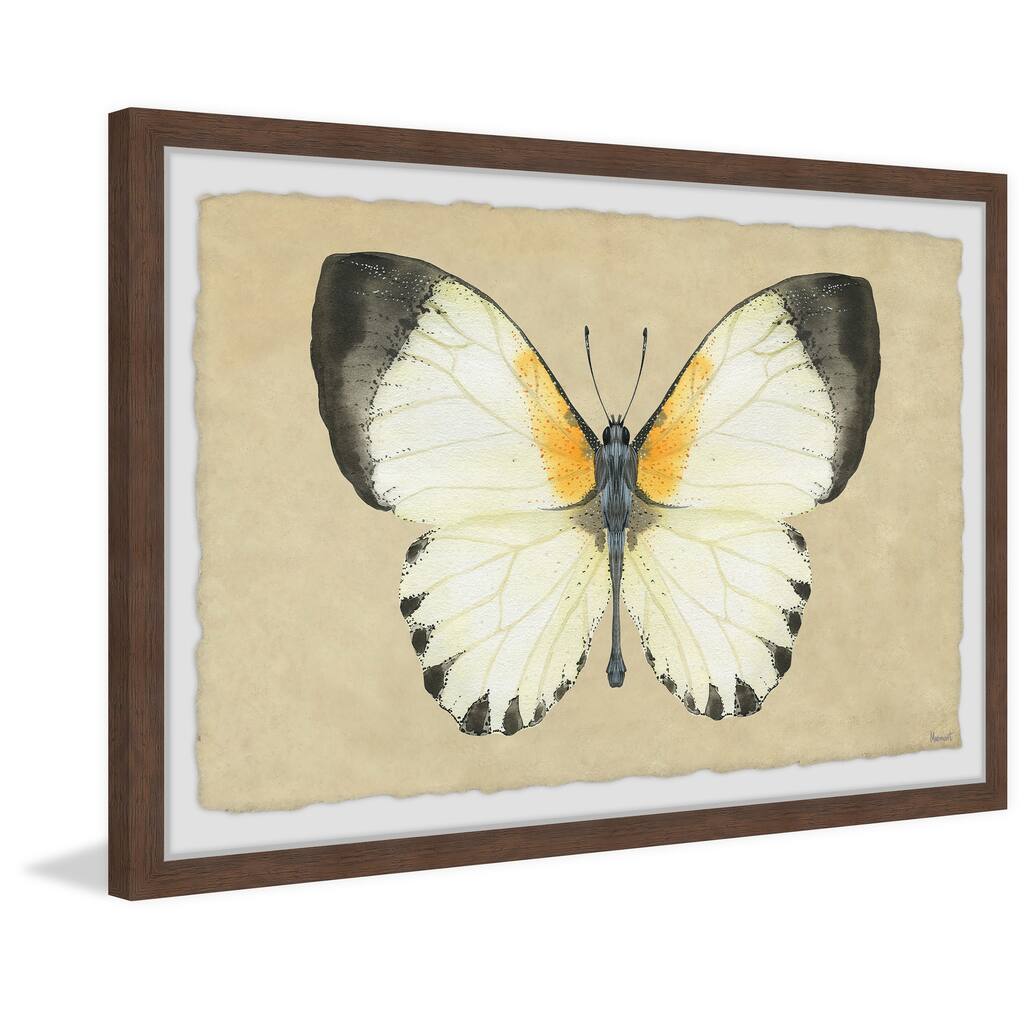 Delicate Beauty Framed Print