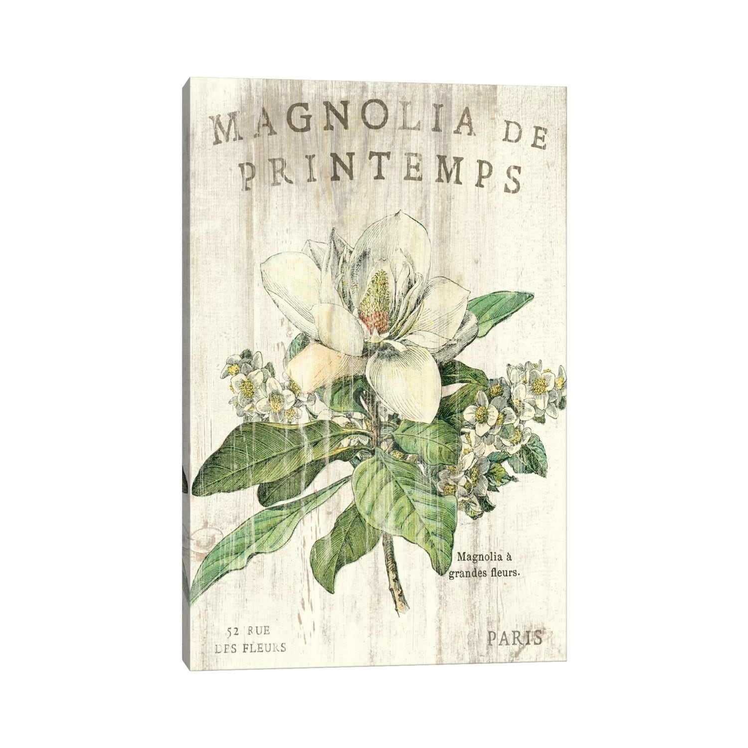 iCanvas "Magnolia de Printemps " by Sue Schlabach Canvas Print