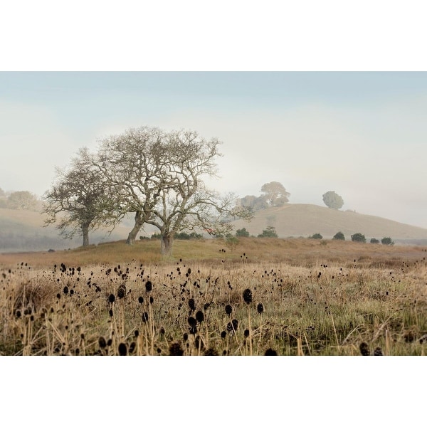 Easy Art Prints Alan Blaustein's 'Oak Tree #68' Premium Canvas Art