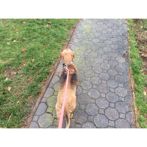 love2pet no pull leash