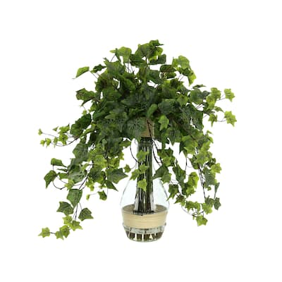 Organic Modern Ivy Plant in a Tall Glass Vase - Green