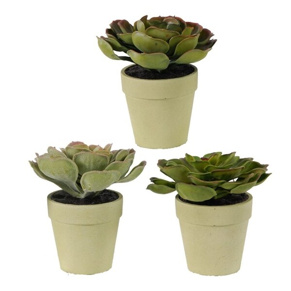 Set of 3 Green Botanical Style Succulents with Pot 4.5" - N/A