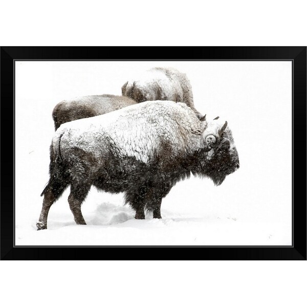 "Bison covered with snow" Black Framed Print