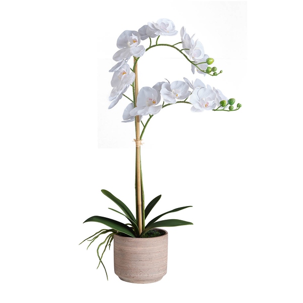 ㊙️ H Single white plant Phalaenopsis