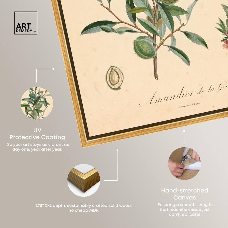 Almond of Georgia I Canvas by Art Remedy