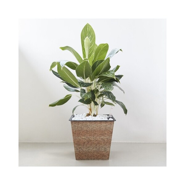 12" Brown and Black Thin Square Smart Self-Watering Planter - N/A