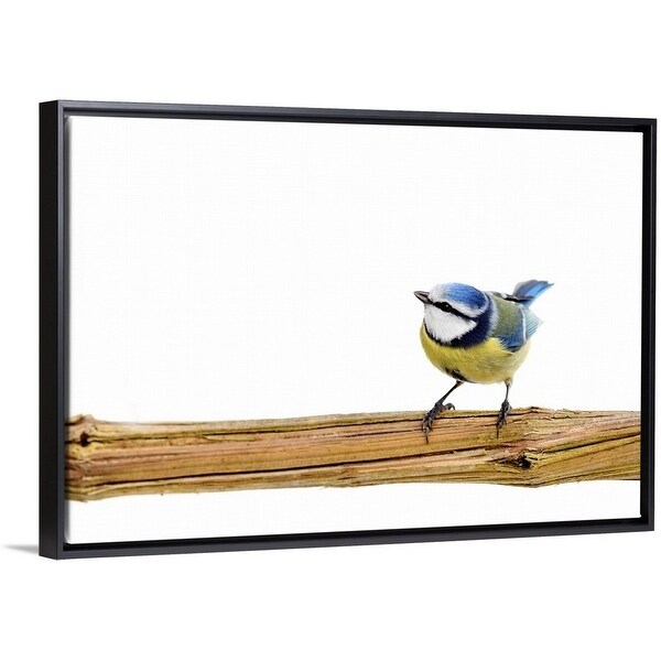 Shop Blue Tit Bird Perching On Branch Looking Upwards