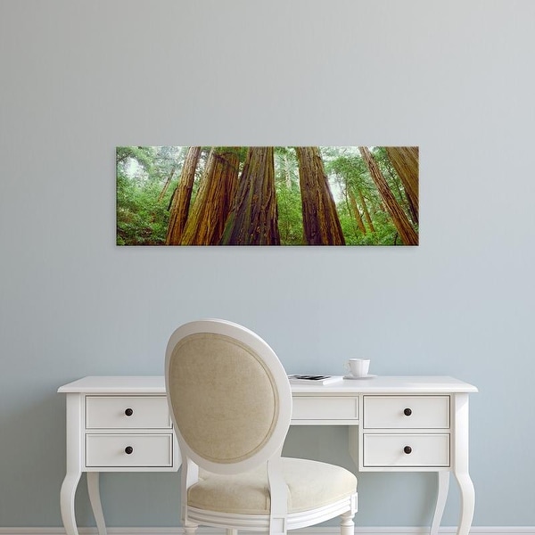 Easy Art Prints Panoramic Images's 'Redwood trees, Muir Woods National Monument, California, USA' Premium Canvas Art