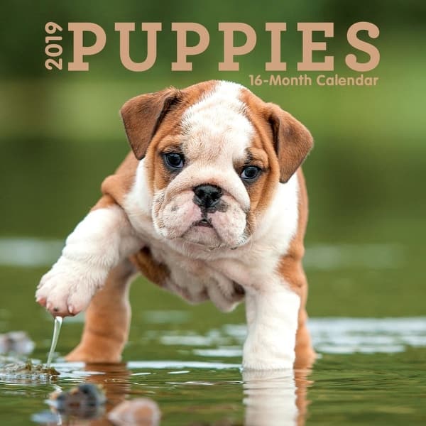 Shop 2019 Puppies 2019 Mini Wall Calendar By Avalanche Publishing