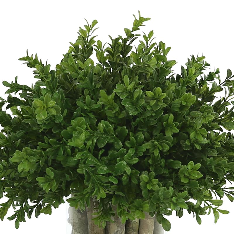 Boxwood in a Glass Vase with Birch Sticks - Green