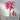 22" Candy With Snow Glitter Poinsettia Stem