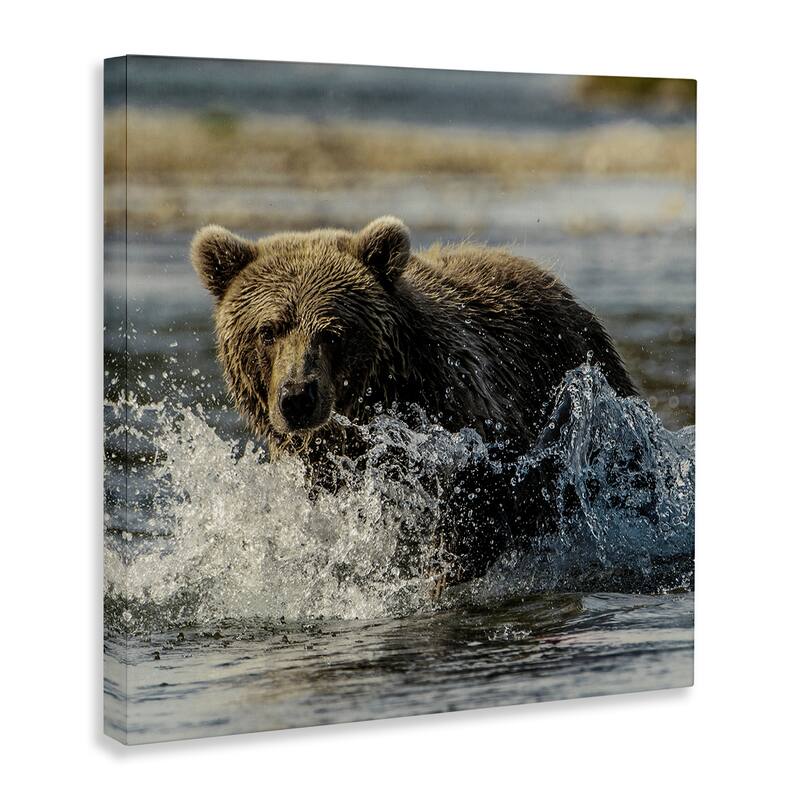 Stupell Bear Splashing in River Canvas Wall Art Design By Danita Delimont