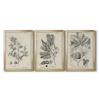 Antique Black & White Botanical IV Premium Framed Canvas - Ready to ...