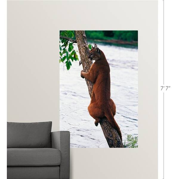 Shop Female Cougar Perched On Leaning Tree Trunk Minnesota