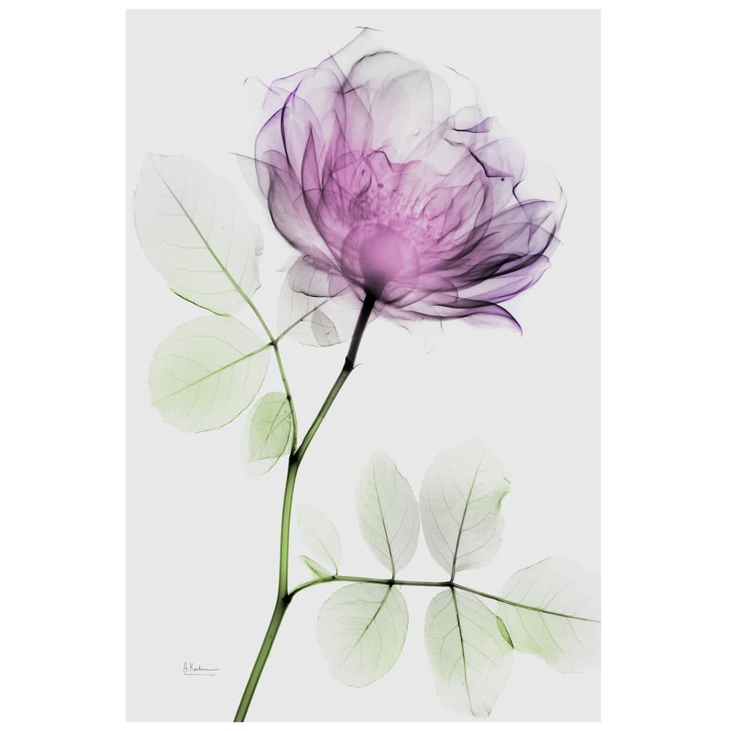 "Rose Dynasty 1" Frameless Free Floating Tempered Glass Panel Graphic Wall Art