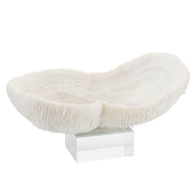 Feather Peanut Coral 10-12 On Acrylic Base
