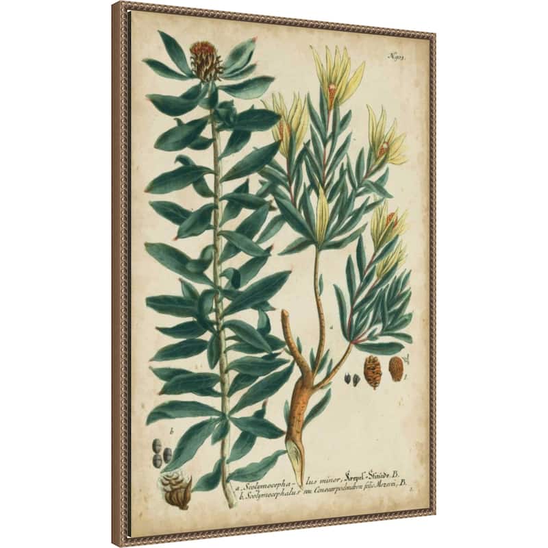 Weinmann Foliage and Fruit No. 4 by Johann Wilhem Weinmann Framed Canvas Wall Art Print