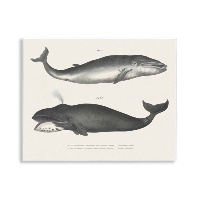 Stupell Vintage Whale Study Diagrams Wall Plaque Art Design By Phillipa Katz - 14 x 11