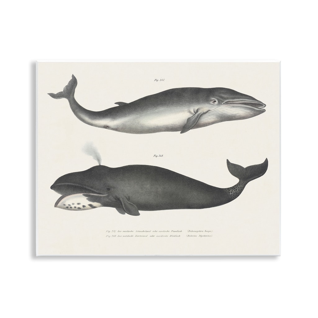 Stupell Vintage Whale Study Diagrams Wall Plaque Art Design By Phillipa Katz